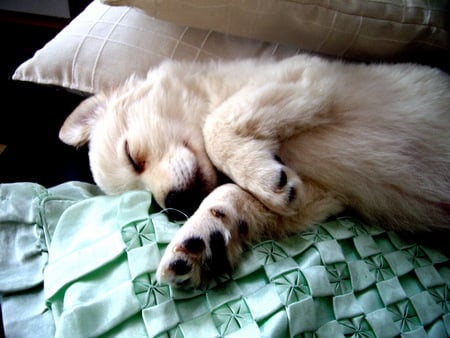 puppy dreams - cute, puppy, sleep, dream