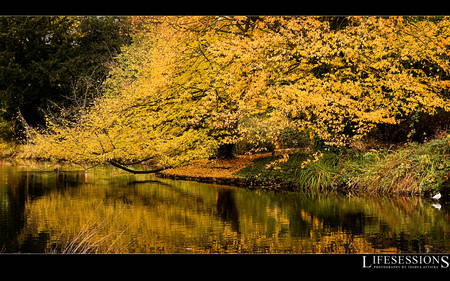 autumn - lake, autumn, forest, trees