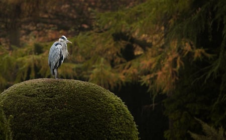 QUITE BIRD - nature, wildlife, place, bird