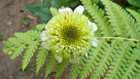 coconut lime echinacea - echinacea, green, fern, flower