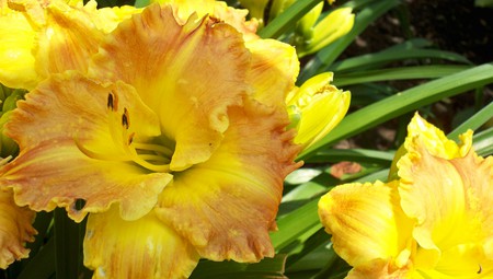 Renquist Daylilly - daylilly, hemerocallis, flower, yellow