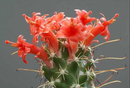 cactus - cactus, macro, flower, red