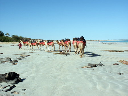 Beach Trek - camels, sand, beach, solitude