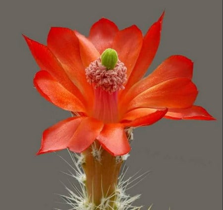 cactus - cactus, macro, flower, red