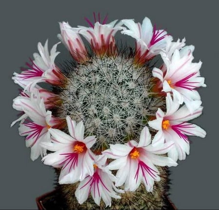 cactus - cactus, white, macro, flower