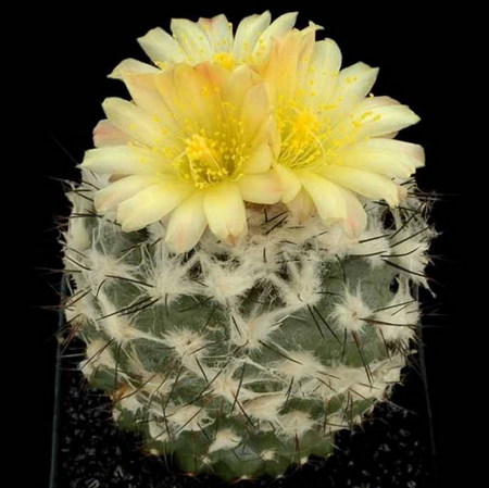 cactus - cactus, macro, yellow, flower