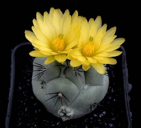 cactus - cactus, macro, yellow, flower