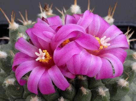 cactus - cactus, purple, macro, flower