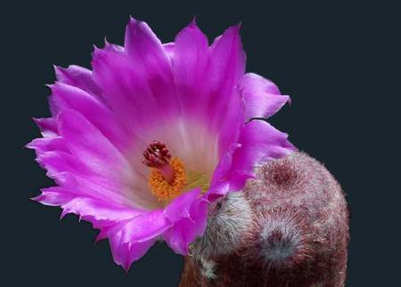 cactus - cactus, purple, macro, flower