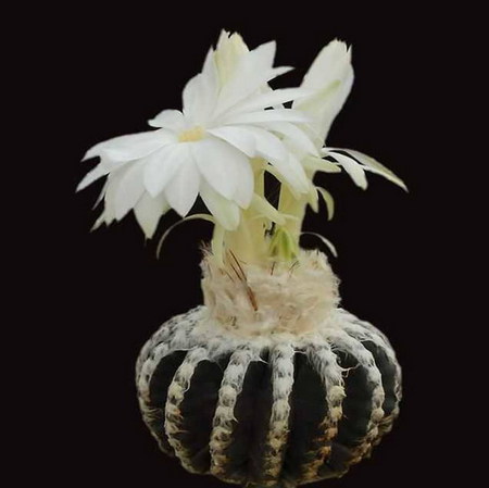 cactus - cactus, white, macro, flower