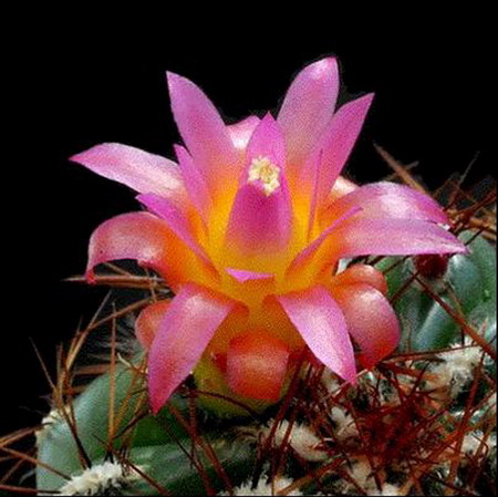 cactus - cactus, macro, flower, pink