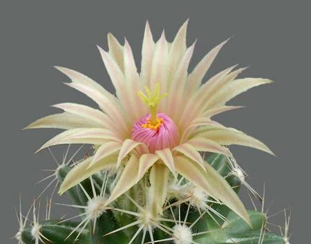 cactus - cactus, white, macro, flower