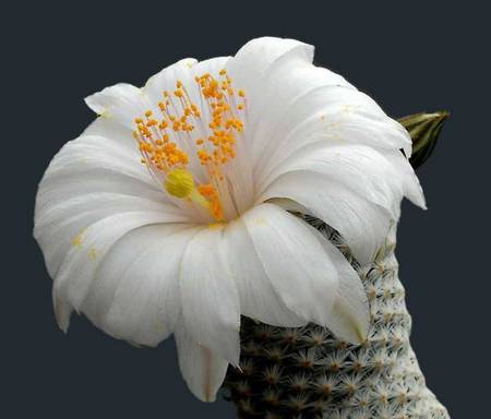 cactus - cactus, white, macro, flower