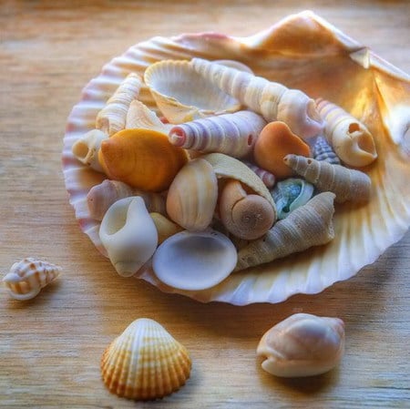 shell - shell, sea, summer, memory