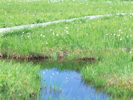 Cotton grass near water - nature, fields, water, green, grass