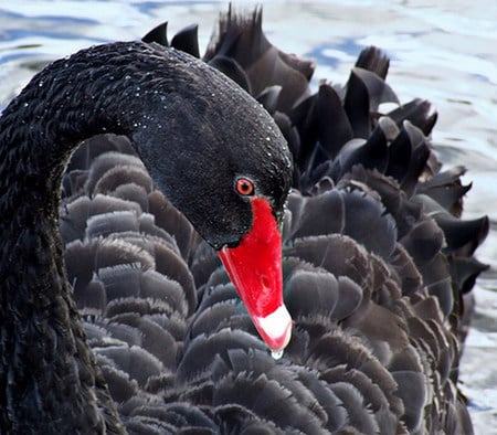 black swan - swan, single, black, bird