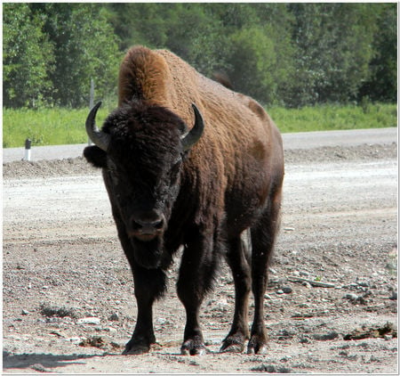 Wood Bison Bull - wildlife, northwest territories, animals, bull bison, wood bison