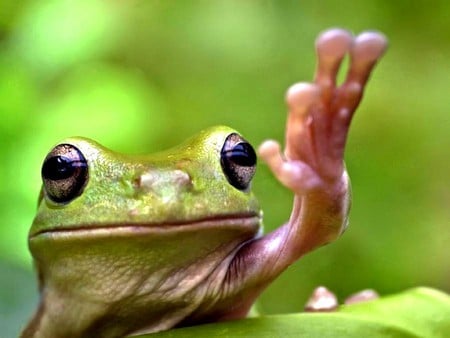 Hello Friends - picture, hello friends, cool, frog