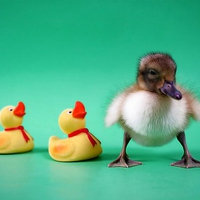 Duckling w Friends