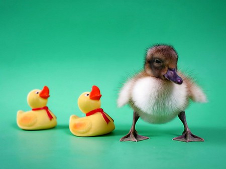 Duckling w Friends - duckling, friends, picture, cool