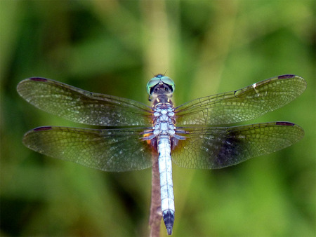 Beautiful dragonfly wings - bugs, dragonfly, delicate, insect, wings, damselfly