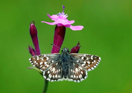 Moth on Flower - on flower, picture, moth, beautiful