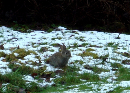 Bunny in the Snow - lochaber, rabbit, snow, scotland, grass, roy bridge