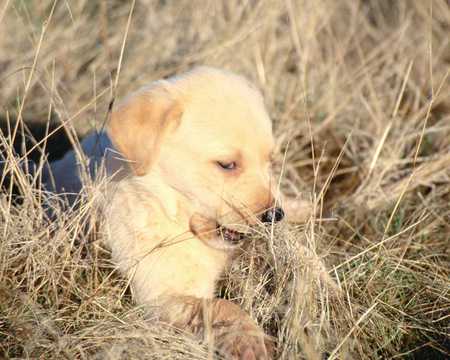 cute dog in field