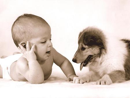 FRIENDS FOR AN ETERNITY - collie, adorable, baby, pup