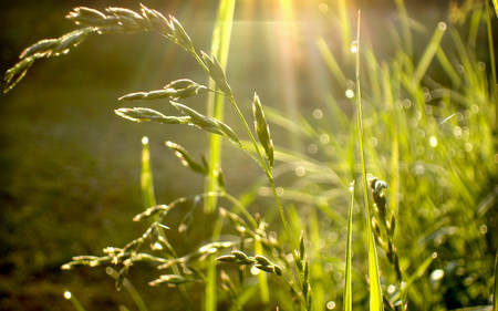 Raindrops - nature, raindrops, green, grass, drops