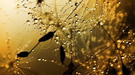 Drops - photography, drops, raindrops, rain