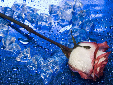 Beautiful Rose - ice, heart, red, blue, beautiful, rain drops, rose, flower