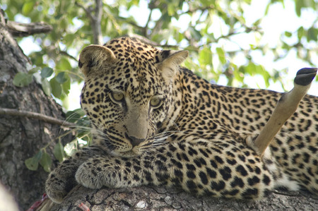 Leopards - spots, africa, leopards, cats