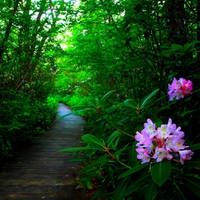 CRANBERRY GLADES RHODODENDRON