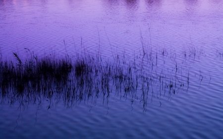 Purple River - grass, reflection, ripples, river