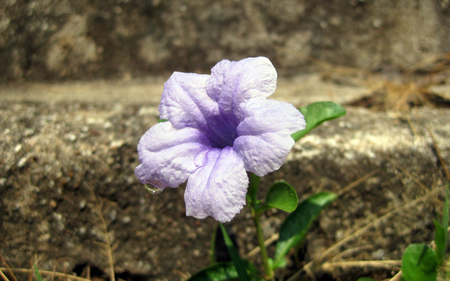 Oriental Beauty - nature, purple, leafs, wild, steps, flower