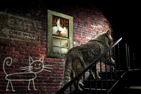 Catwalk - cat picture, stairway, grey cat, esxit sign, brick wall, stairs