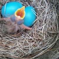 Hungry Baby Bird