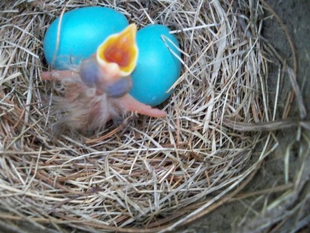 Hungry Baby Bird - chick, baby, blue, robin, egg, spring