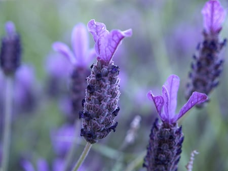 Lavender - flower, lavender, herb, blue