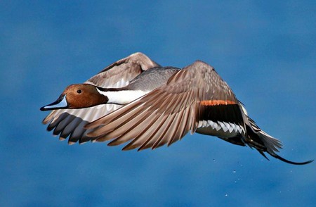 Northern-Pintail - picture, northern, pintail, beautiful