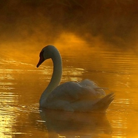 Swan in Golden Water