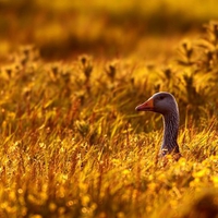 Duck in Golden Grass