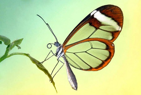 Transparent Butterfly - transparent, butterfly, cool, picture