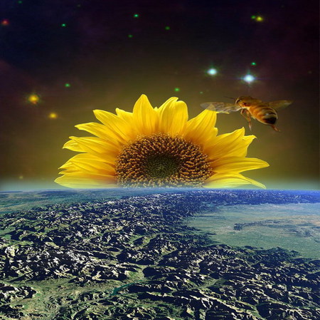 sunflower sunrise - sunflower, space, sunrise, yellow