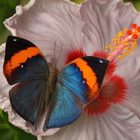 Colorful Butterfly