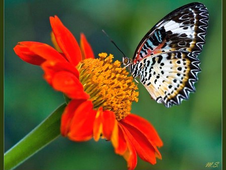 Butterfly on Flower - on flower, butterfly, picture, colorful