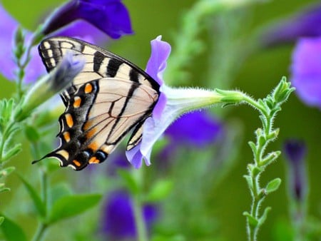 Butterfly in Flower - picture, in flower, butterfly, cool