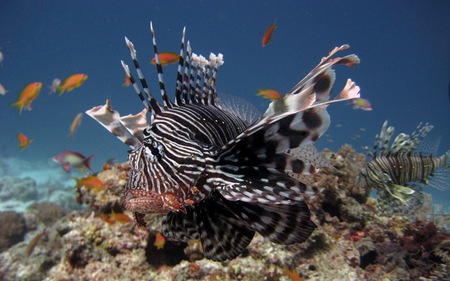 Lionfish - coral, ocean, water, fish, reef, clear