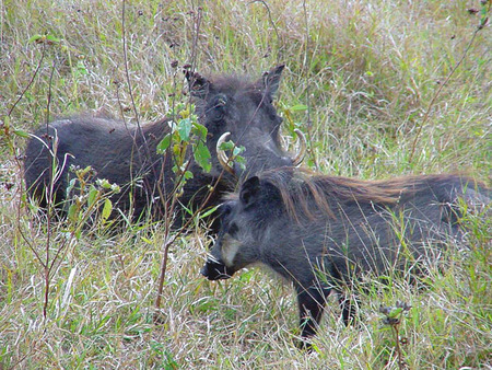 Warthogs! - tusks, warthogs, mane, african, wild